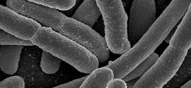 Scientists study link between mood, mental health and gut bacteria