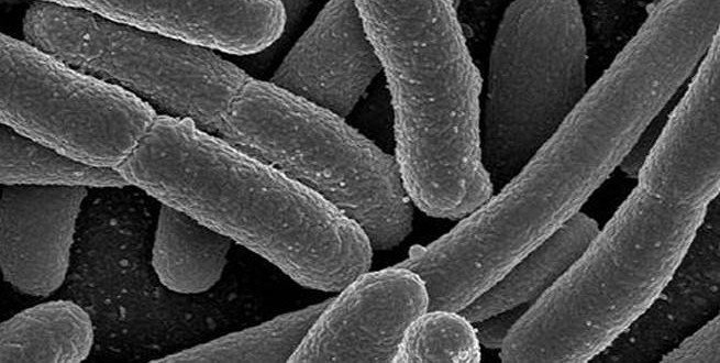 Scientists study link between mood, mental health and gut bacteria