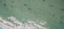 Sharks migrating off coast of Florida by the thousands (Video)