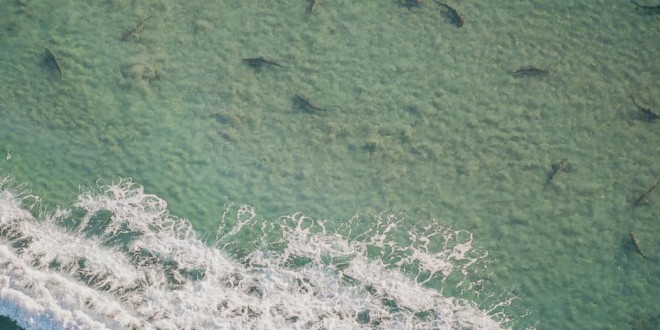 Sharks migrating off coast of Florida by the thousands “Video”