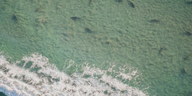 Sharks migrating off coast of Florida by the thousands (Video)