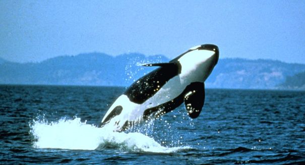 Ship noise poses threat to endangered killer whales, new study says