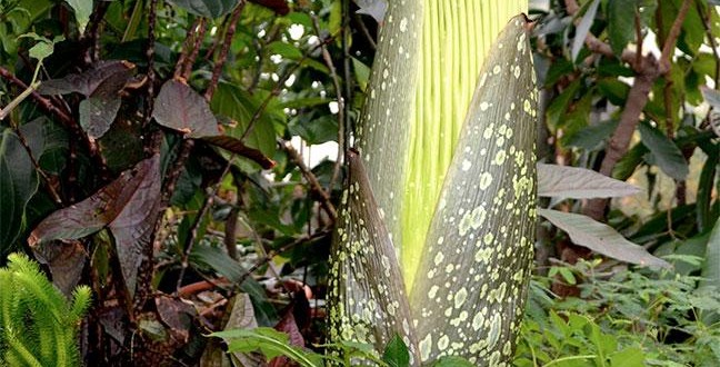 Stench-Ridden Corpse Flower Blooms At University of Minnesota (Video)