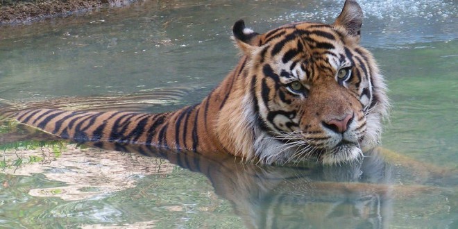 Sumatran tiger mauled at california Sacramento Zoo by her mating partner