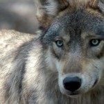 Wolf hunt moves to Northeast British Columbia