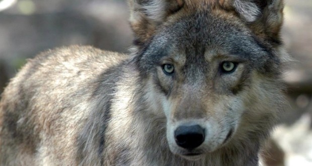 Wolf hunt moves to Northeast British Columbia