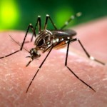 Zika virus: Blood Services asks travellers to keep their blood