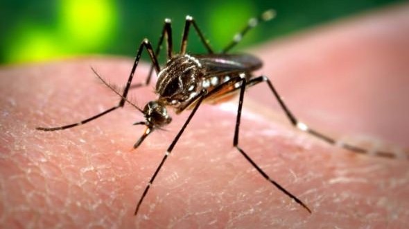 Zika virus: Blood Services asks travellers to keep their blood