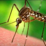 Zika virus: Indiana officials confirm first human case, Report