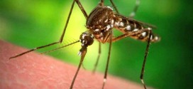 Zika virus: Indiana officials confirm first human case, Report