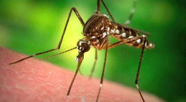 Zika virus: Indiana officials confirm first human case, Report