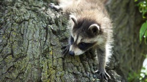 65 animals infected with rabies in Hamilton, Report