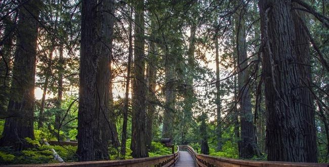 Ancient Forest to be made a provincial park (Video)