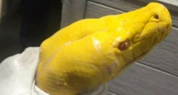 Angry man leaves 13-foot python in sushi restaurant (Photo)