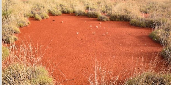 Australia 'fairy circles' shed light on mystery, new Research