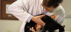 British Columbia kitten to get cutting-edge prosthetics (Video)