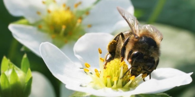 Bumblebees left 'confused' by pesticides on their favourite wild flowers, study warns