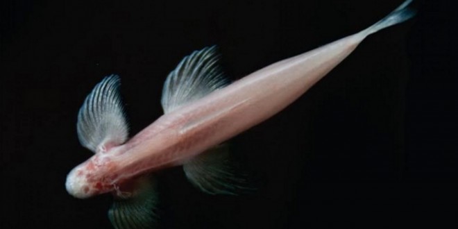 Cryptotora Thamicola: Blind fish that crawls on land holds clues to evolution