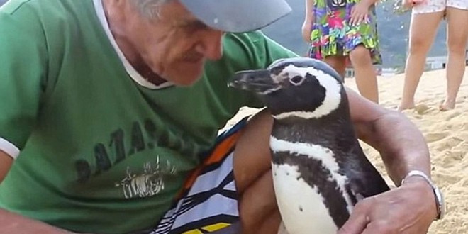 Dindim: Penguin swims 5000 miles every year to see man who saved his life “Video”