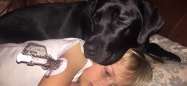 Dog saves diabetic boy's life: Incredible picture shows beloved dog Jedi saving boy called Luke's life