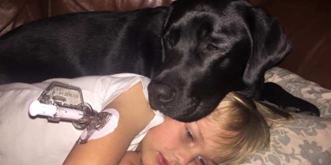 Dog saves diabetic boy's life: Incredible picture shows beloved dog Jedi saving boy called Luke's life