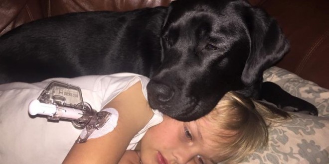 Dog saves diabetic boy’s life: Incredible picture shows beloved dog Jedi saving boy called Luke’s life (Photo)