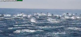 'Dolphin Stampede' Caught on Camera Off Dana Point (Video)