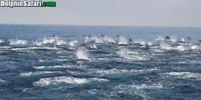 'Dolphin Stampede' Caught on Camera Off Dana Point (Video)