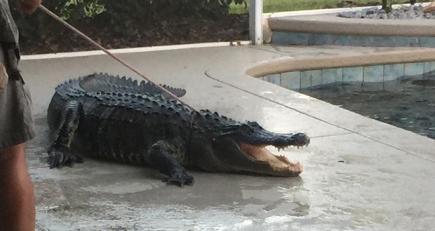 Gator in pool? Always check the bottom of the pool before you jump in (Video)