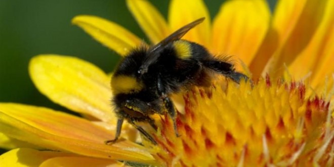 How to attract bees into your garden