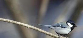 Like humans, birds too use syntax: says new Research
