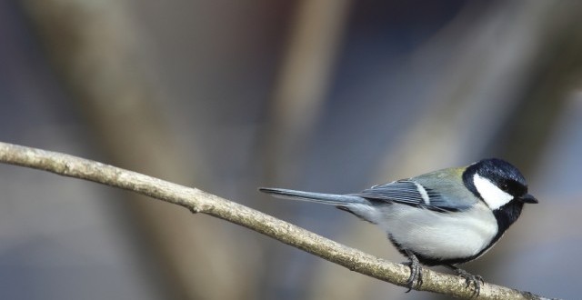Like humans, birds too use syntax: says new study
