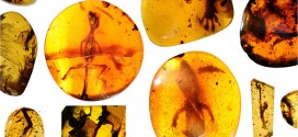 Lizards locked in amber give glimpse of 'lost world' (Photo)