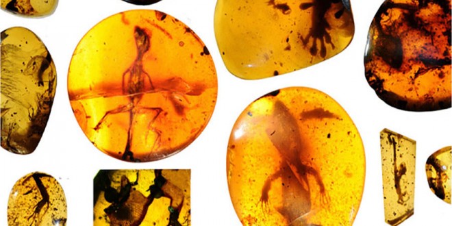 Lizards locked in amber give glimpse of ‘lost world’ (Photo)