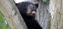 Louisiana Black Bear Taken Off Endangered Species List, Report