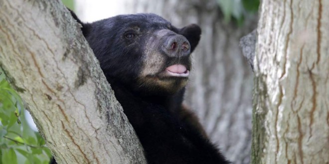 Louisiana Black Bear Taken Off Endangered Species List ‘Report’