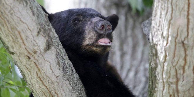 Louisiana Black Bear Taken Off Endangered Species List, Report