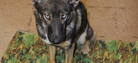 Luna: German shepherd-husky thought lost at sea found five weeks later