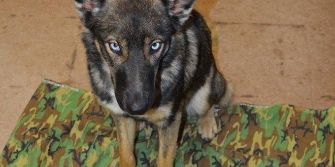 Luna: German shepherd-husky thought lost at sea found five weeks later (Video)