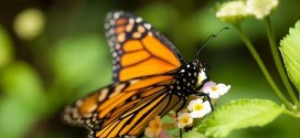 Monarch butterfly numbers on the rise over winter, researchers say