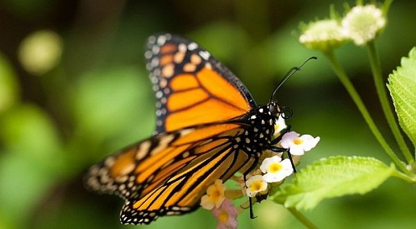 Monarch butterfly numbers on the rise over winter, researchers say