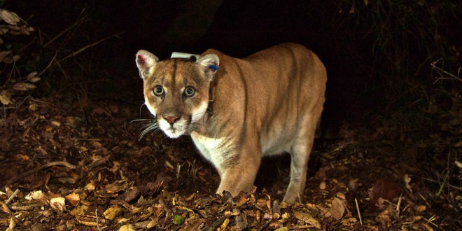 Mountain lion kills koala in Hollywood, officials say (Video)