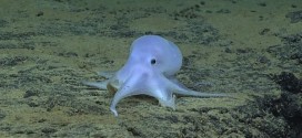 New octopus species found: Ocean diving robot discovers ghostly Pokémon-like, adorable octopus