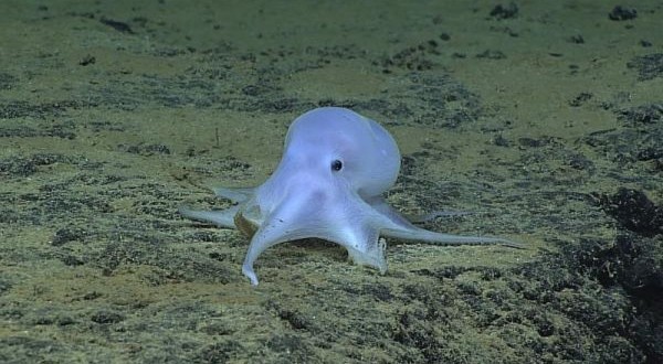 New octopus species found: Ocean diving robot discovers ghostly Pokémon-like, adorable octopus (Video)