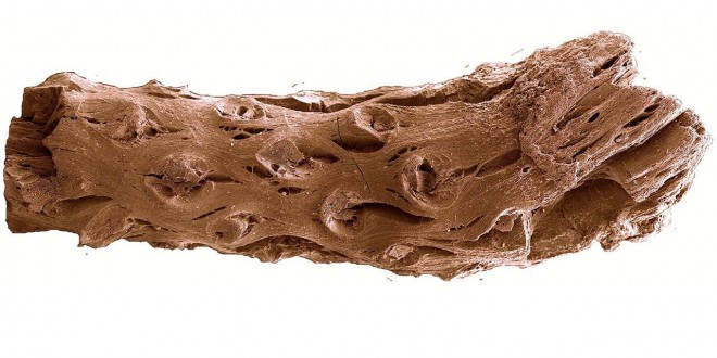Oldest pine fossils reveal fiery past, research