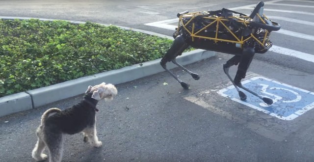 Real dog flips out when it first meets robot canine (Video)