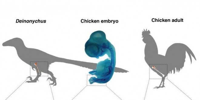 Researchers have grown ‘dinosaur legs’ on a chicken for the first time