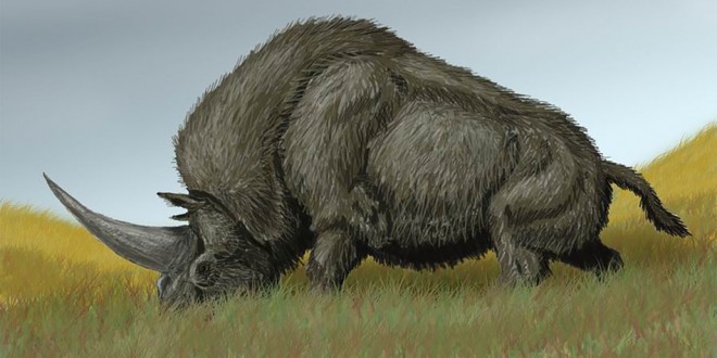 Researchers may have discovered the fossilized skull of a ‘Siberian unicorn’