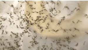 Saskatchewan Health investigates possible case of sexually-transmitted Zika virus