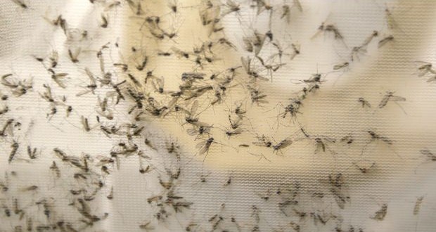 Saskatchewan Health investigates possible case of sexually-transmitted Zika virus